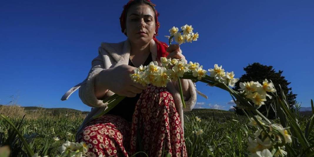 Kokusuyla fark atıyor, kadınlara gelir oluyor! Karaburun’da mis kokulu hasat: Sonbaharda başlıyor kış boyu sürüyor 1
